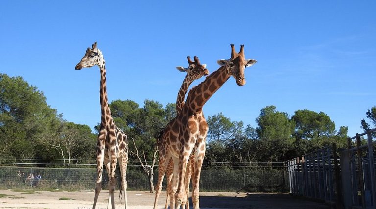 enclos des girafes au 768x427